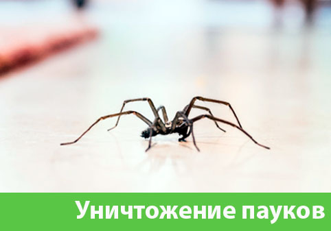 Избавиться от пауков в городе Курск