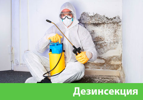 Дезинсекция в городе Курск