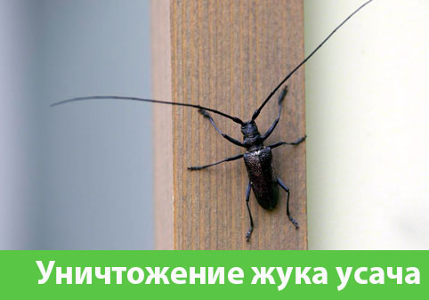 Обработка от жука усача в городе Курск