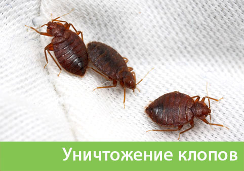Уничтожение клопов в городе Курск