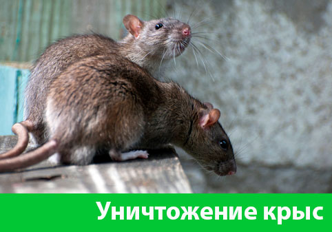 Уничтожение крыс в городе Курск
