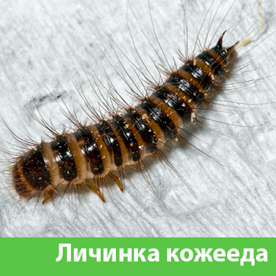 Личинка Кожееда в Курске