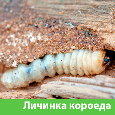 Уничтожение личинок короеда в Курске