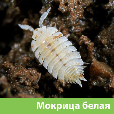 Мокрица в Курске фото