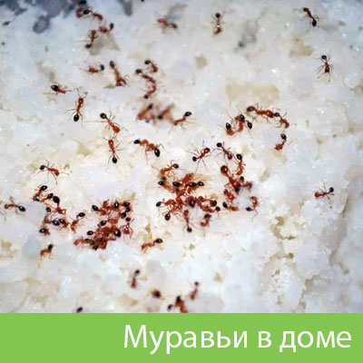 Муравьи в доме в Курске