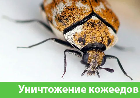 Обработка от кожееда в городе Курск 