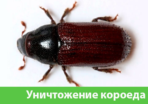 Обработка от древоточца в городе Курск