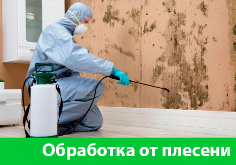 Обработка от плесени в городе Курск