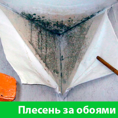 Удаление плесени в Курске