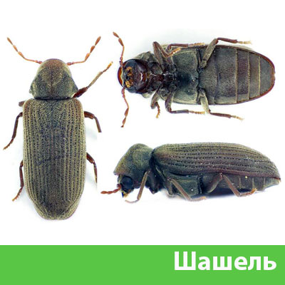 Обработка от шашеля в городе Курск