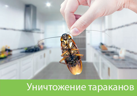 Уничтожение тараканов в городе Курск