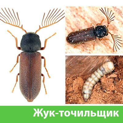 Уничтожение точильщика и личинок в Курске