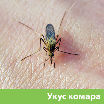 Укусы комаров в Курске