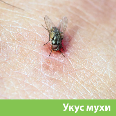 Уничтожение мух в Курске