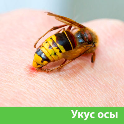 Профессиональное уничтожение ос и шершней в Курске