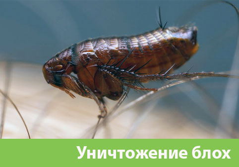 Уничтожение блох в городе Курск