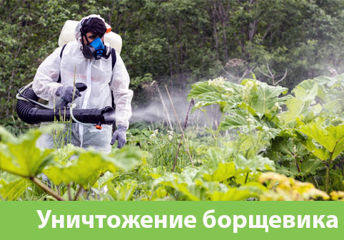 Уничтожение Борщевика в городе Курск