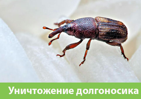 Уничтожение долгоносиков в городе Курск