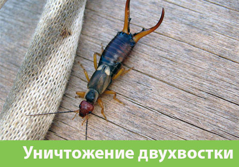 Уничтожение двухвостки в городе Курск