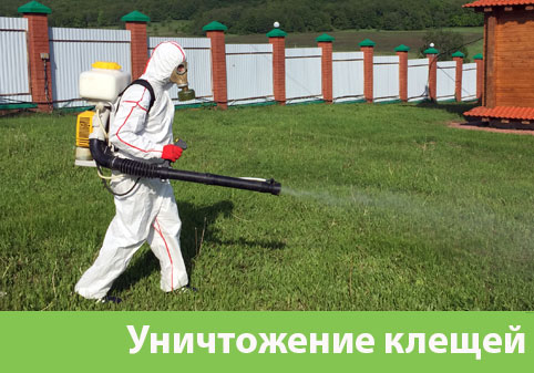 Уничтожение клещей в городе Курск