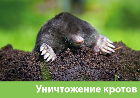 Уничтожение кротов в городе Курск