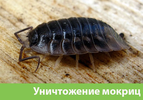 Мокрицы в квартире в городе Курск