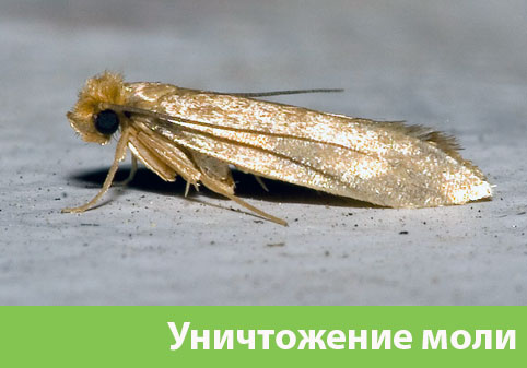 Уничтожение моли в городе Курск 