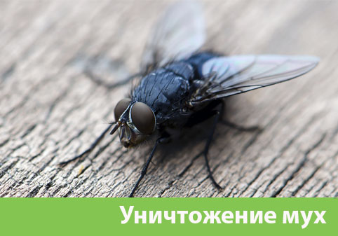Уничтожение мух в городе Курск