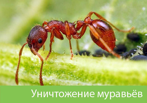 Уничтожение муравьёв в городе Курск