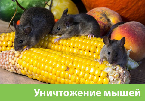 Уничтожение мышей в Курске