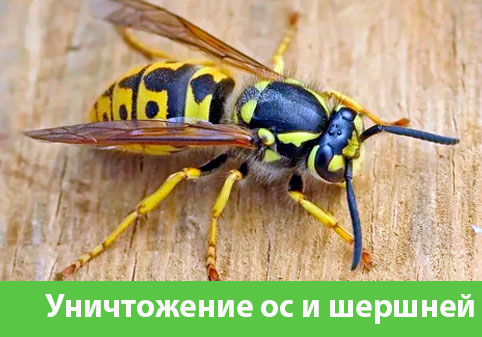 Уничтожение ос и шершней в городе Курск