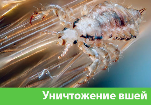 Уничтожение вшей в городе Курск